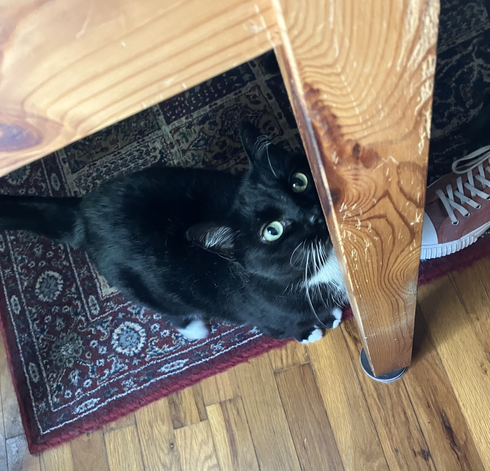 Hermetic Library Cat Caturday 19jul2025 Orcus