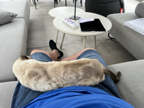 Siamese cat asleep on my lap in front of the coffee table