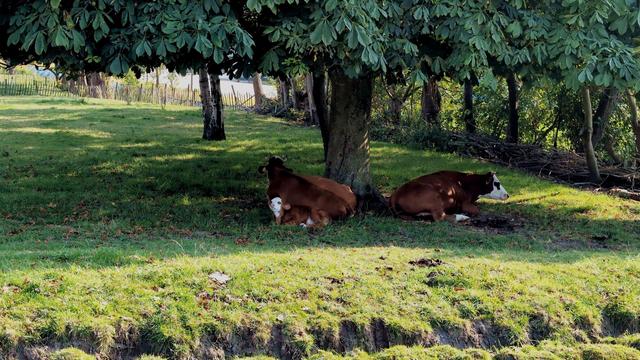 3 brown-white blaarkop cows chilling under a tree, one is which a baby licking his nose with his tongue.