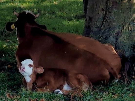 close up of the baby cow licking his nose