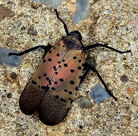 Spotted lantern fly with characteristic black spots over reddened upper wings and black-shaded lower wings.