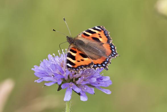 Small Tortoiseshell Butterfly on Field Scabious flower