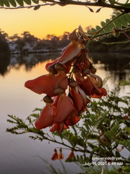 Close up of a hanging cluster of dark orange flowers in a green bush at the shore of a waterway with the glow of a colorful sunrise in the background. The focus is crisp and clear on thr hanging cluster and blurred in the background and surroundings.
