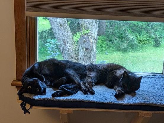 Two black cats on window perch