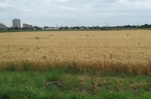 Picture of a landscape showing light blue sky, yellow plants and green grass at the bottom.