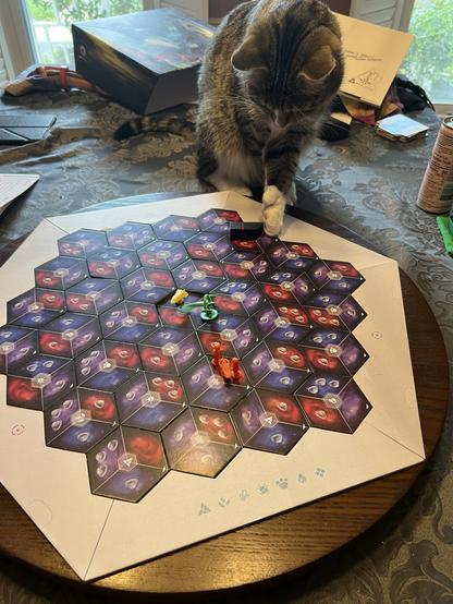 A tabby cat looks down on a game board full of hexagonal tiles. He is moving a piece with his paw.