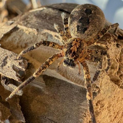 The zoropsis spinimana spider usually moves on the bark of trees looking for prey. But the two times I have managed to photograph it, it has been on a log of firewood.