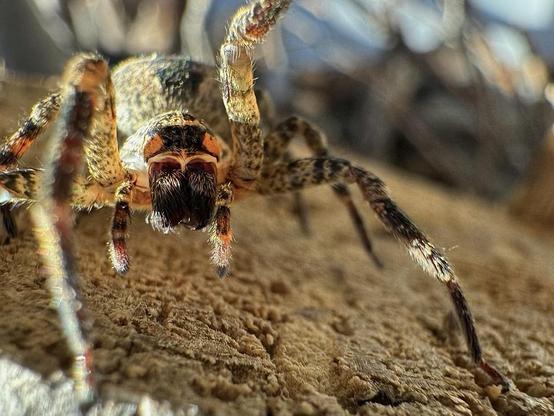 The zoropsis spinimana spider usually moves on the bark of trees looking for prey. But the two times I have managed to photograph it, it has been on a log of firewood.