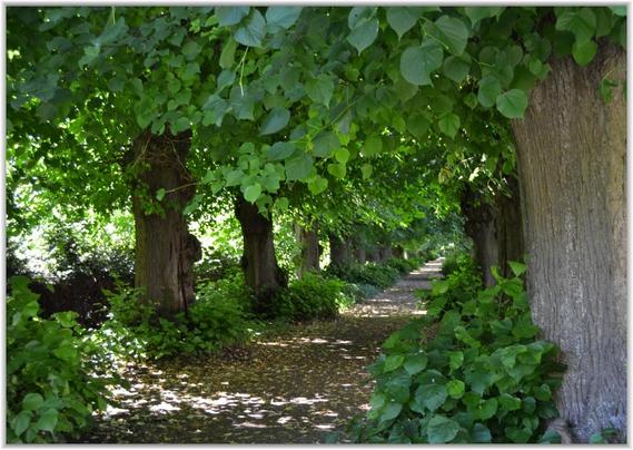 Das Bild zeigt einen schattigen Weg, der von hohen, stämmigen Linden gesäumt ist. Die Bäume bilden ein grünes Blätterdach über dem Weg, der mit herabgefallenen Blättern bedeckt ist. Das Licht scheint durch die Blätter und wirft Schatten auf den Weg. Die Szene wirkt ruhig und friedlich.
