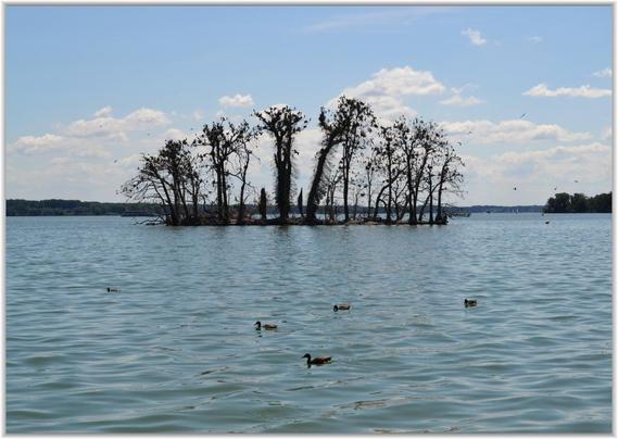 Das Bild zeigt eine kleine Insel inmitten eines Sees. Die Insel ist mit mehreren kahlen Bäumen bewachsen, auf denen sich zahlreiche Vögel (Kormorane) befinden. Im See schwimmen einige Enten. Der Himmel ist leicht bewölkt, und im Hintergrund ist Land zu sehen. Das Gesamtbild wirkt ruhig und idyllisch.