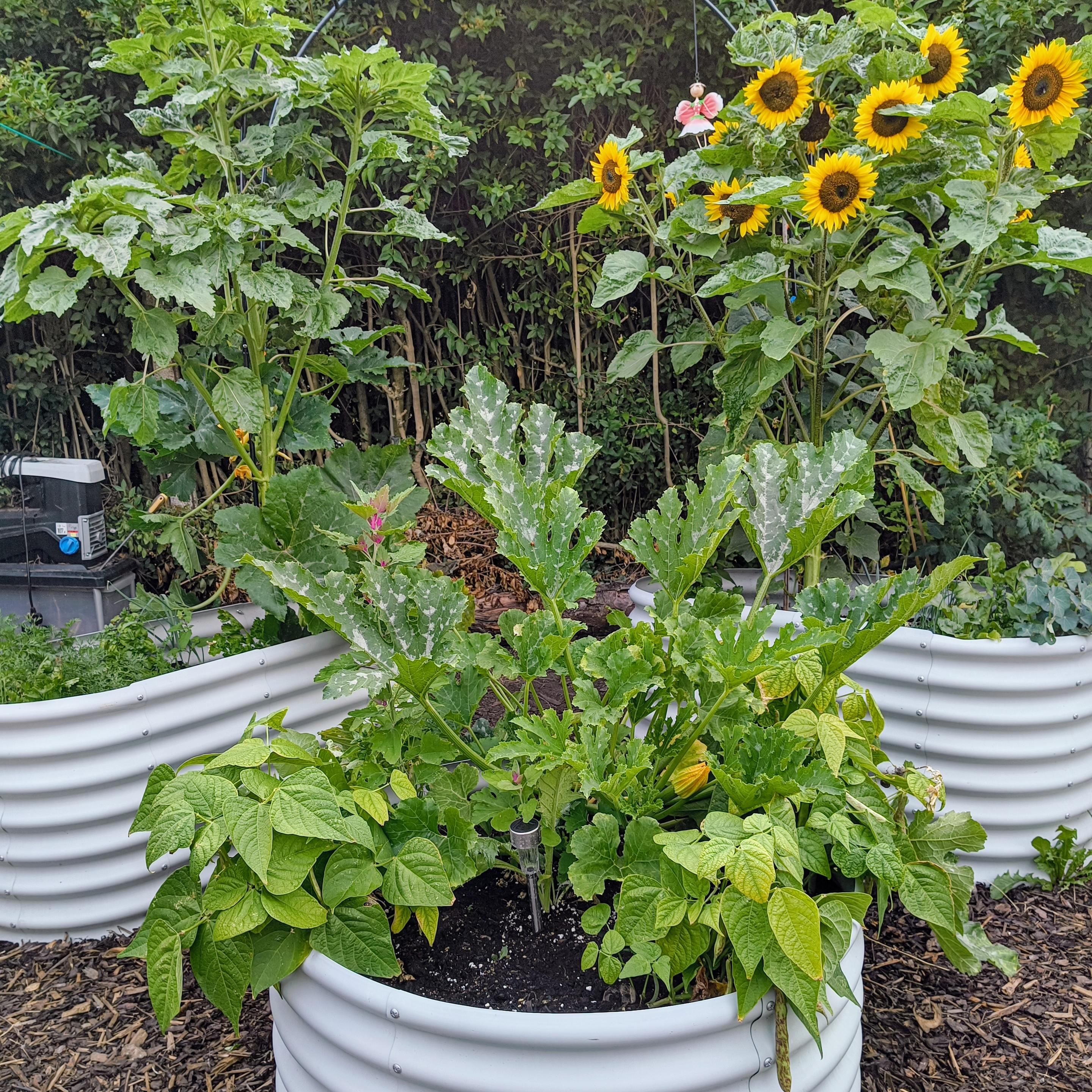 Raised beds with an abundance of edible plants growing. You can see courgettes, summer squash, borlotti beans, globe artichoke, sunflowers, cucumbers, gherkins, carrots, and beetroot.