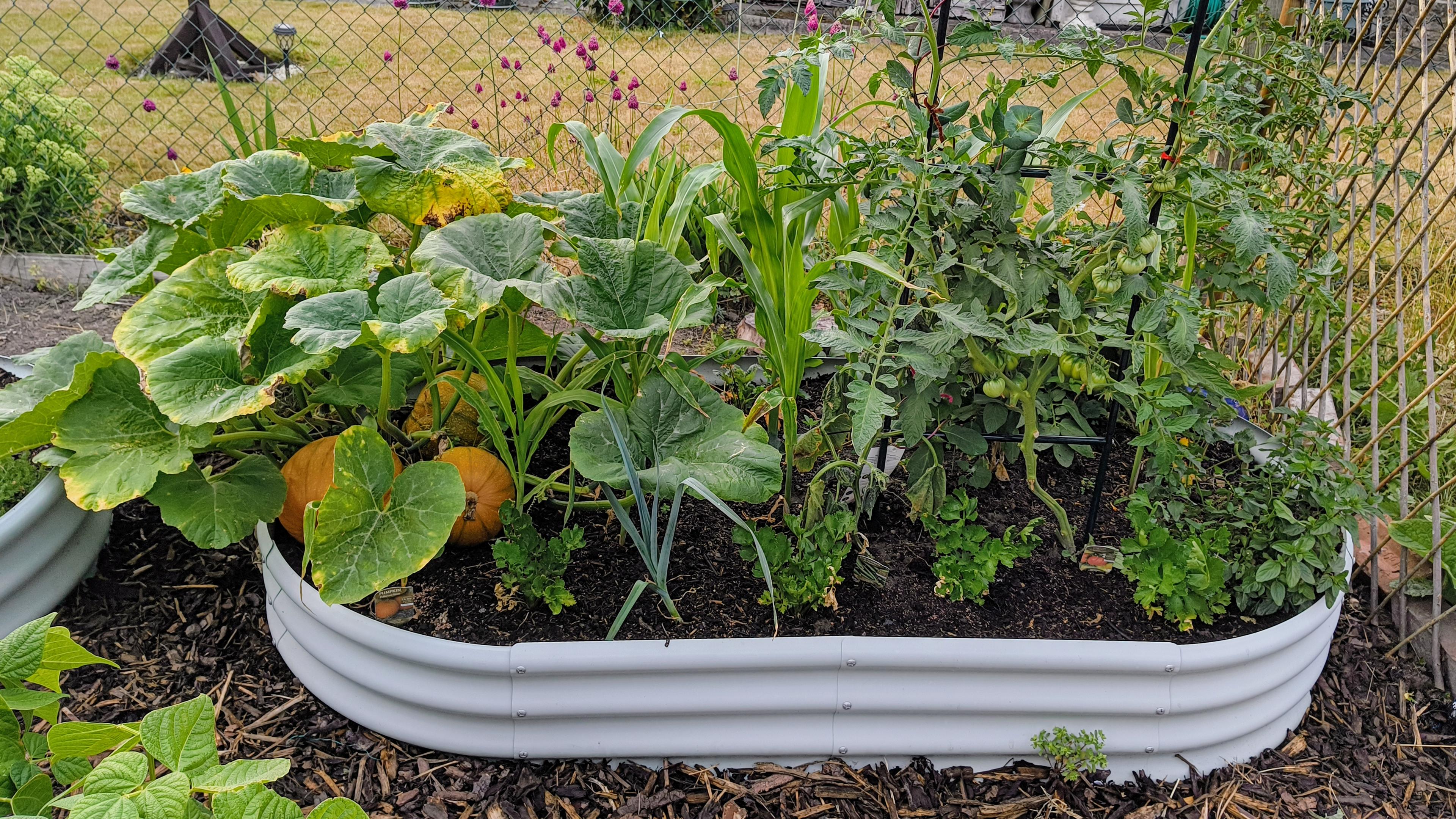 A long raised bed with a mixture of flowers and vegetables. You can see tomatoes, corn, mint, celery, celeriac, pumpkins, strawberries, and a potato plant