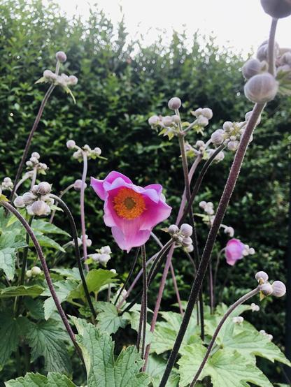 A bright pink anemone flower with a yellow center unfolding, not yet fully open. Around it are a few dozen buds, beneath it the plants’ leaves and behind it a green hedge.