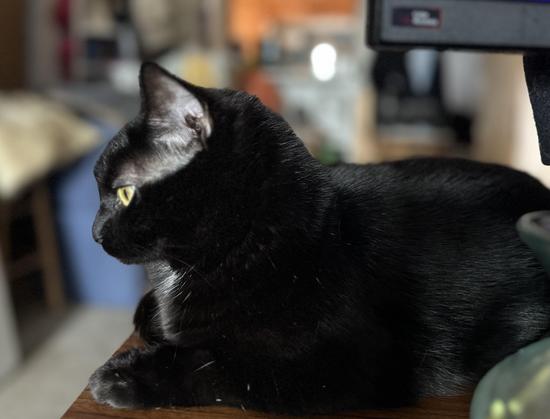Layla the Eternally Surprised is sphinx-like on the edge of the desk.  She is a small black cat with greenish yellow eyes and a small patch of white fur at her neck.  She is facing to the left of the photographer, and refuses to allow a picture unless it’s a sphinx-like profile. She is cute like this, but annoying to the photographer, who wanted a different picture.
