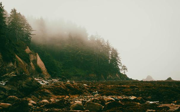 Views of a foggy tree line along a rocky beach with tide pools and sea stacks in the distance.