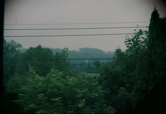 Phone and power lines cross a view of the misty green horizon of trees. In the foreground are the tops of trees and shrubs.