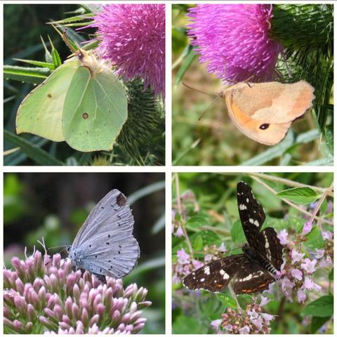 Collage aus vier Fotos. Links oben ein gelber Schmetterling mit einem braunen Flecken auf jedem Flügel auf einer rosa Puschelblüte. Rechts daneben ein orange, braun und beige gefärbter Falter mit einem schwarzen Kringel auf dem oberen Flügel. Ebenfalls auf einer Blüte der Kratzdistel. Links unten ein Schmetterling in der groben Farbe helllavendel mit einigen kleinen dunklen Punkten auf einem Blütenstand mit mehreren kleinen rosa Blüten. Daneben ein dunkelbrauner Falter mit weißen und orangen Musterelementen auf kleinen rosa Blüten