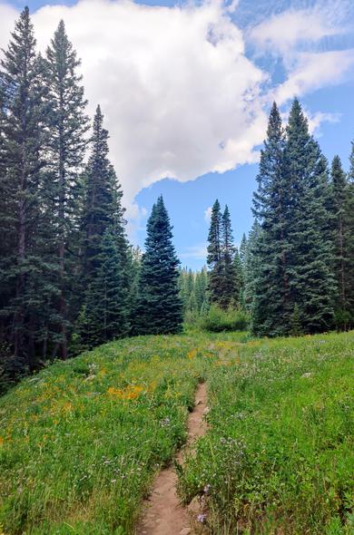 A single track path through lots of flowers- orange sneeze weed, purple aster, and many more with a conifer forest behind them
