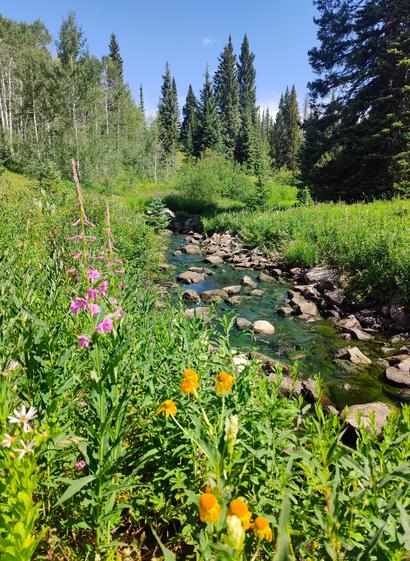 A close up of fire weed and a dying orange flower near a small creek. Very sunny and bright.