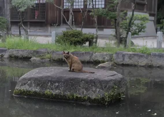 An old and weathered brown cat sitting on a rock, facing the camera, in the middle of a garden pond with a traditional Japanese wood and paper building in the background.