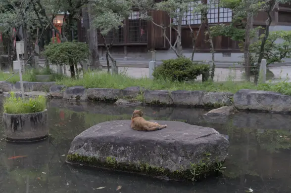 An old and weathered brown cat lying down, facing away from the camera, on a rock in the middle of a garden pond with a traditional Japanese wood and paper building in the background.