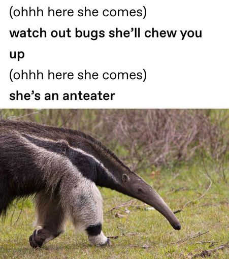 Image of anteater with the text:(ohhh here she comes) watch out bugs she'll chew you up (ohhh here she comes) she's an anteater.