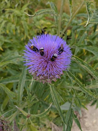 Handsful of bumblebees on each flower of a giant kardoen. Here you see a closeup of one flower where I tried to catch all seven bumblebees, but some are hiding