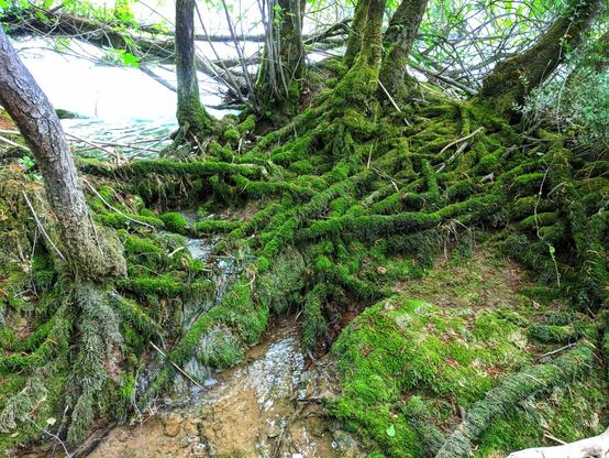 A vibrant, low-angle shot captures a dense network of moss-covered tree roots and branches intertwining over a muddy bank beside a body of water. Lush green moss blankets almost every surface, creating a rich texture. In the foreground, a small stream of water trickles down the bank, reflecting the light. The water in the background appears bright, suggesting an open sky or light source. The scene evokes a sense of deep nature and damp, fertile ground.