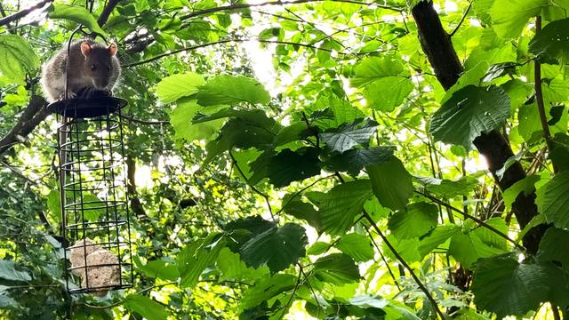 Foto eines Futterkorbes für Maisenbälle auf dem Oben eine kleine Ratte sitzt und in die Kamera schaut. Im Korb liegen unten zwei angefressene Kugeln. Drumherum und im Hintergrund Zweige und Laub von Hasel- und Hartriegelsträuchern.