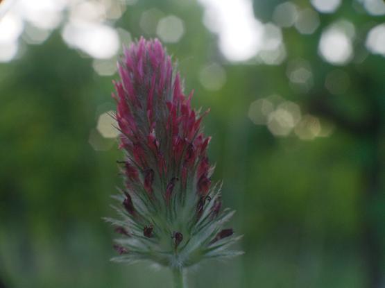 A coulor photo of a red clover Flower