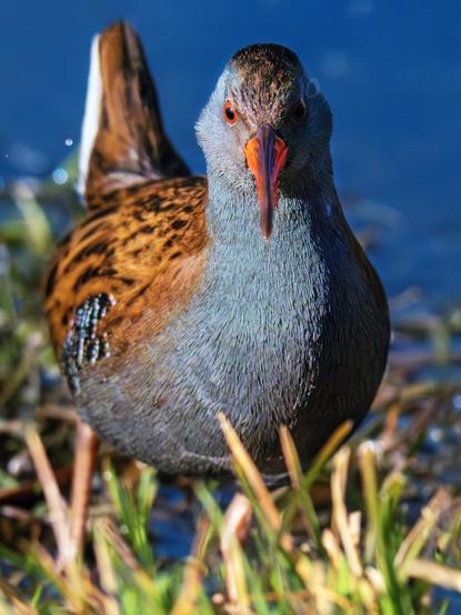 𝗣𝗶𝗰𝘁𝘂𝗿𝗲 𝗗𝗲𝘀𝗰𝗿𝗶𝗽𝘁𝗶𝗼𝗻 (𝗘𝗻𝗴): Front view of a Water Rail on the shore of a pond, staring intently, perhaps searching for something to eat. The light is golden and low-angle, characteristic of the early morning hours, which makes the part of the bird on our right more contrasting.

𝗗𝗲𝘀𝗰𝗿𝗶𝗽𝗰𝗶𝗼́𝗻 (𝗘𝘀𝗽): Vista frontal de un rascón en la orilla de una laguna mirando concentrado, quizá en busca de algo de comida. La luz es dorada y muy baja, característica de las primeras horas de la mañana, lo que hace que la parte de nuestra derecha del ave quede más contrastada.