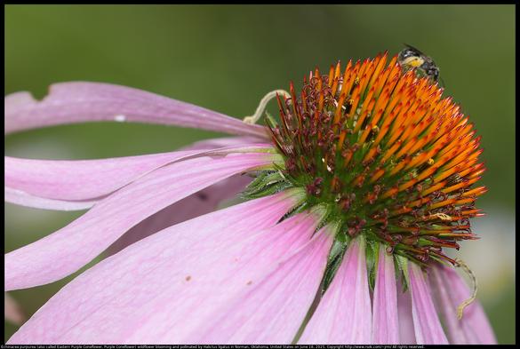 An Echinacea purpurea (also called Eastern Purple Coneflower, Purple Coneflower) wildflower was blooming in Norman, Oklahoma, United States on June 18, 2025. There was a tiny native bee on the flower, possibly genus Halictus.