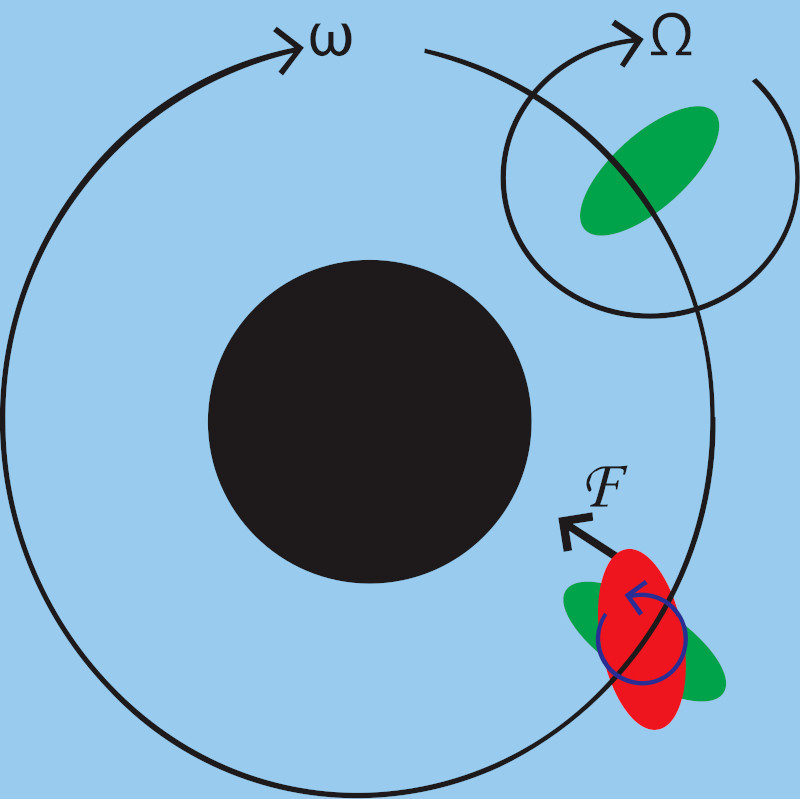 If rotational frequency is larger than orbital frequency, a small torque counteracting the rotation arises, eventually locking the frequencies (situation depicted in green) CREDIT Jim McKeeth