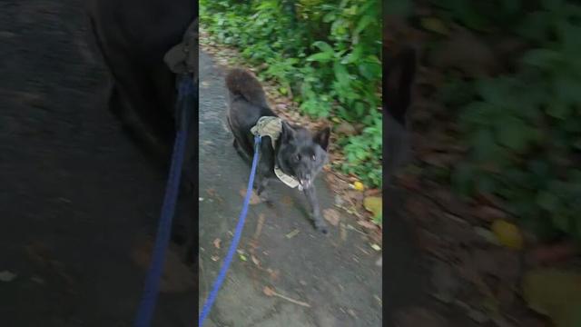 【甲斐犬】動くものがあれば反射的に追いかける