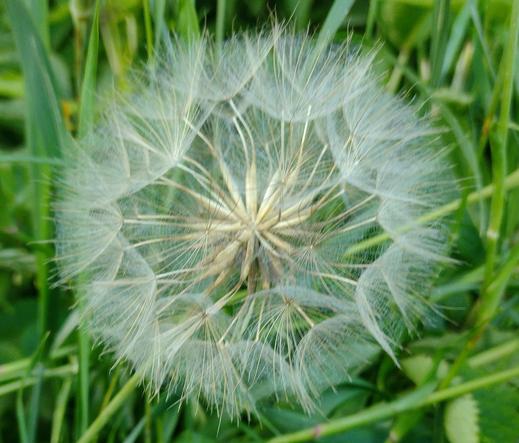 Flower seed head fluff ball with green plants behind it.