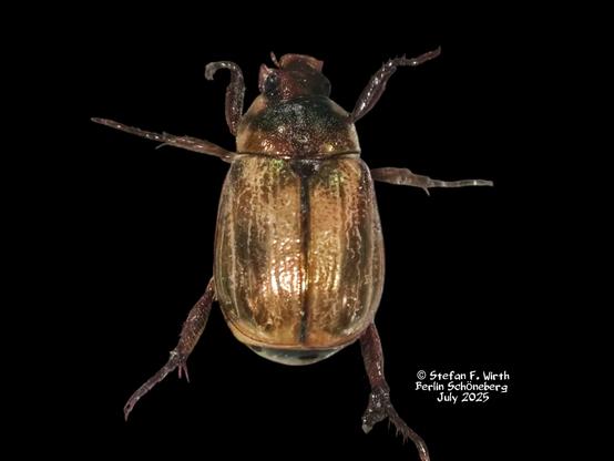 Mediterranean June beetle (mediterraner Junikäfer) Mimela junii (Rutelinae, Scarabaeidae) found in July 2025 in Berlin district Schöneberg, © Stefan F. Wirth
