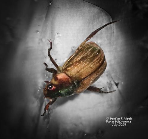 Mediterranean June beetle (mediterraner Junikäfer) Mimela junii (Rutelinae, Scarabaeidae) found in July 2025 in Berlin district Schöneberg, © Stefan F. Wirth