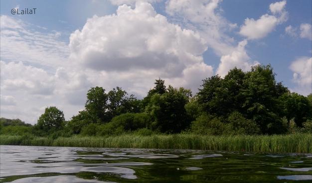 Blick vom Wasser eines Sees aus zum Ufer mit Schilfgürtel und Bäumen, darüber blauer Himmel mit Wolken.