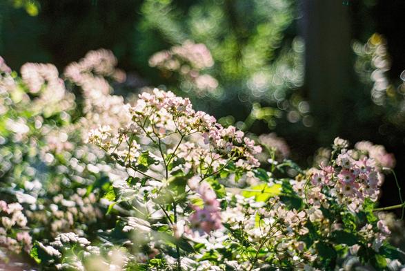 A bush full of pink flowers, with a fuzzy background of bubbles in the background.