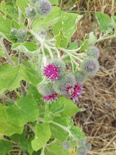 drei kugelförmige Blütenstände mit rote Blüten obenauf, die Blüten im Hintergrund sind noch geschlossen.