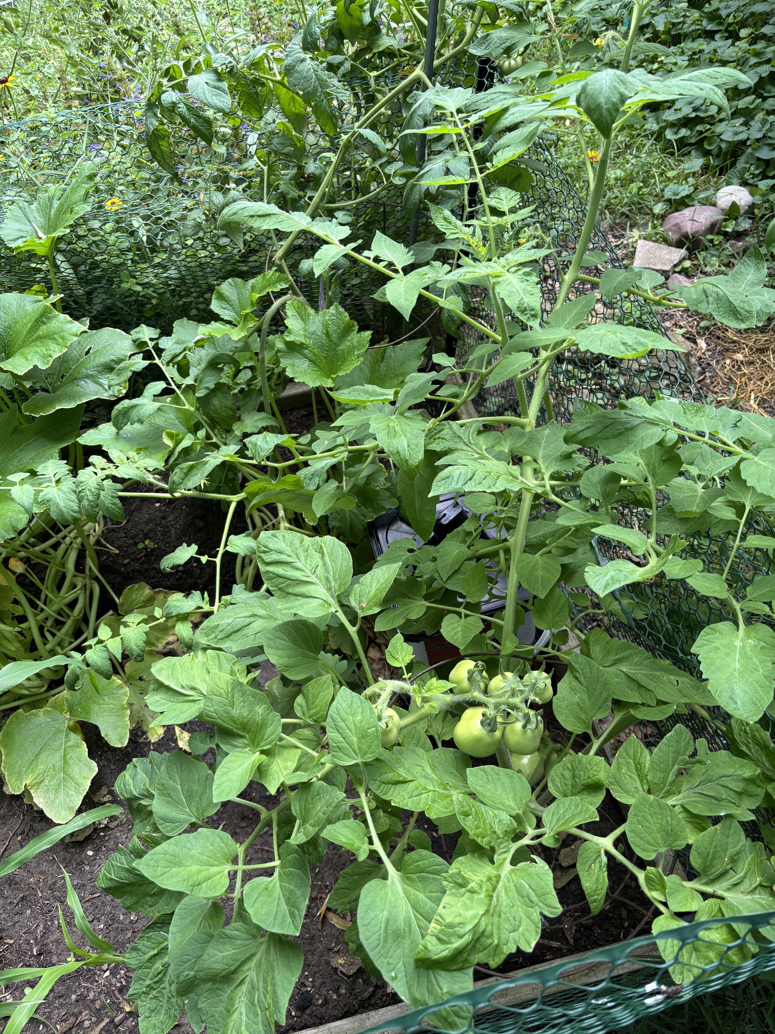 tomato plants overflowing a chicken-wire fenced garden