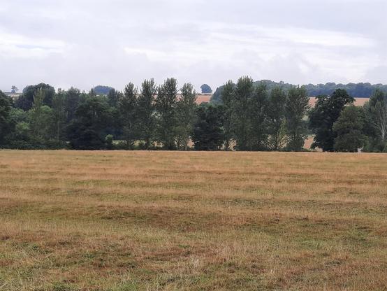 Saxon field