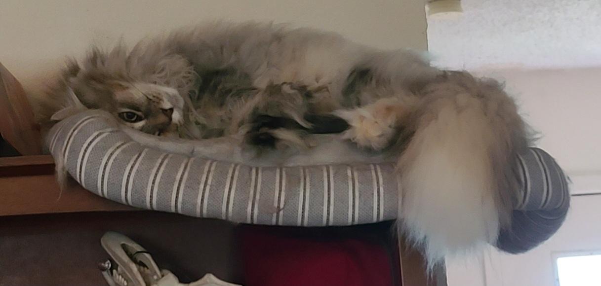 Gracie is a immense floof who loves having her head upside down because she's a goofy dingus.