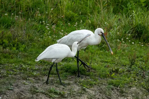 Juvenile spoon bill begging an adult spoonbill (which caught some fish earlier)