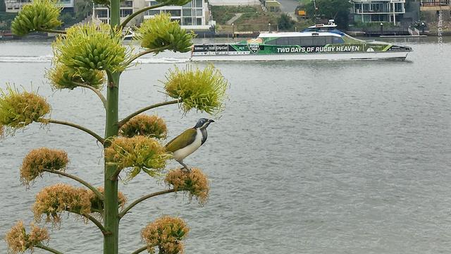 A blue-faced honeyeater is perched in profile on a withering flower inflorescence on a tall agave plant. The flowers it's standing on have already bloomed, the bunches higher up are still in flower. In the background behind the bird and plant is the Brisbane river and houses on the opposite bank. In the river, a CityCat catamaran ferry is plying its way upriver, advertising sportsball.