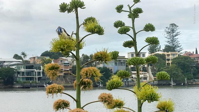 A blue-faced honeyeater is perched on a flower inflorescence on one of a pair of  a tall agave plants. The bird is facing us, but head down in the flower, looking for nectar. In the background behind the bird and plants is the Brisbane river and houses on the opposite bank.