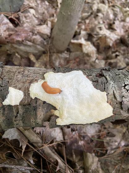 A big patch of beige slime mold with an orange slug on it