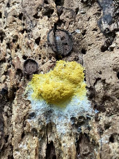 A bright yellow slime mold with white strands spreading out to the bottom. There's a little isopod or roly poly above it.