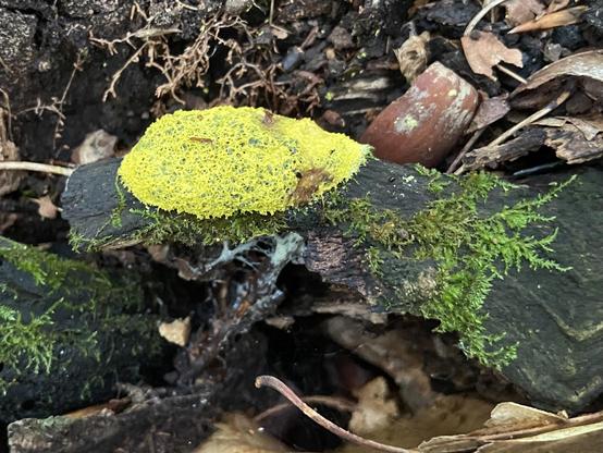 A big patch of bright yellow slime mold and dark green moss growing on a dark dead piece of wood