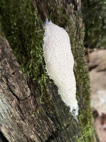 A big patch of white slime mold growing on dark green moss on the side of a tree.